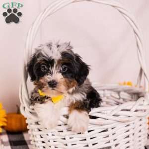 Eagle, Mini Bernedoodle Puppy